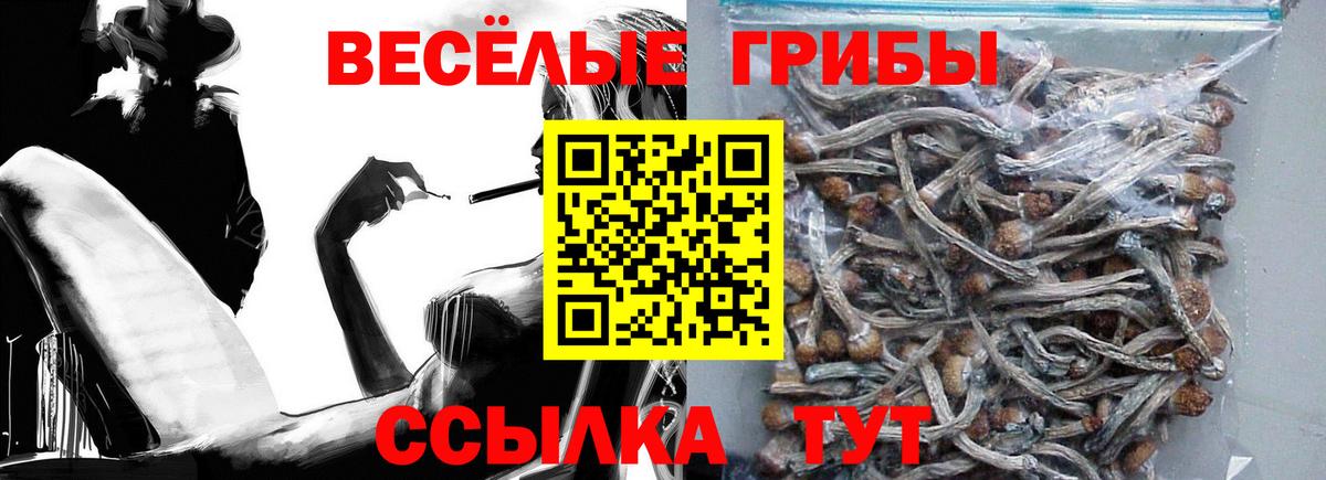 Псилоцибиновые грибы Psilocybe Нальчик